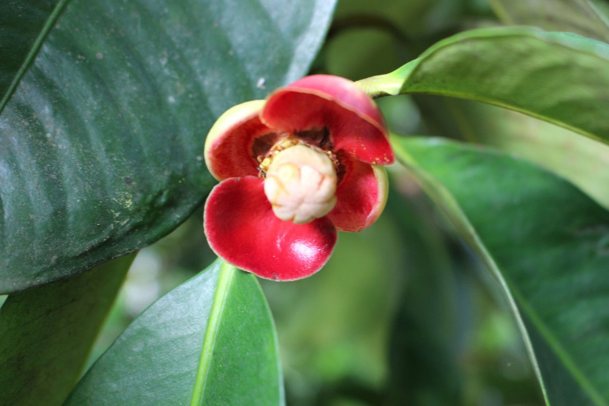 Garcinia mangostana L.